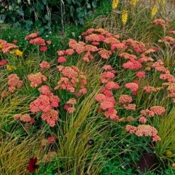Paprika Yarrow 6 Paprika Yarrow -High Country Gardens Shop paprika yarrow adobestock cropped3