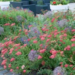 Paprika Yarrow 7 Paprika Yarrow -High Country Gardens Shop paprika yarrow visi cropped4