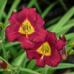 Pardon Me Reblooming Daylily -High Country Gardens Shop pardon me daylily 1