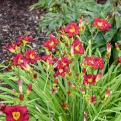 Pardon Me Reblooming Daylily -High Country Gardens Shop pardon me daylily 2