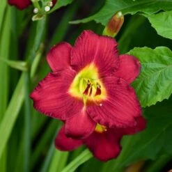 Pardon Me Reblooming Daylily -High Country Gardens Shop pardon me daylily 3
