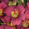 Pardon Me Reblooming Daylily -High Country Gardens Shop pardon me daylily walters garden 2