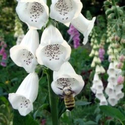 Partial Shade Wildflower Seed Mix -High Country Gardens Shop partial shade foxglove pollinator