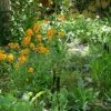 Partial Shade Wildflower Seed Mix -High Country Gardens Shop partialshademix2 2