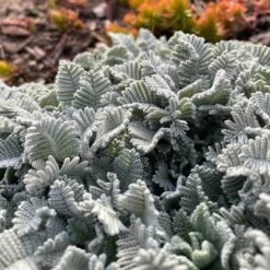 FireSmart Collection - Zone 1 -High Country Gardens Shop partridge feather tanacetumdensumssp.amani