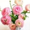 Pastel Ranunculus Mix -High Country Gardens Shop pastel ranunculus mix vase pink peach white