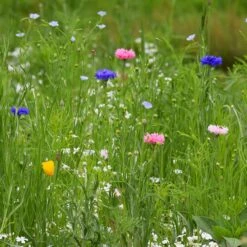 Partial Shade Wildflower Seed Mix -High Country Gardens Shop pastial shade cornflower