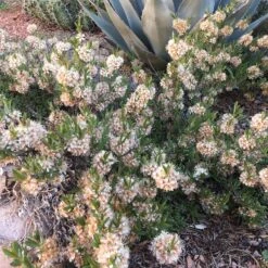 Habitat Hero Birdwatcher Pre-Planned Garden -High Country Gardens Shop pawnee butes sandcherry sq 1