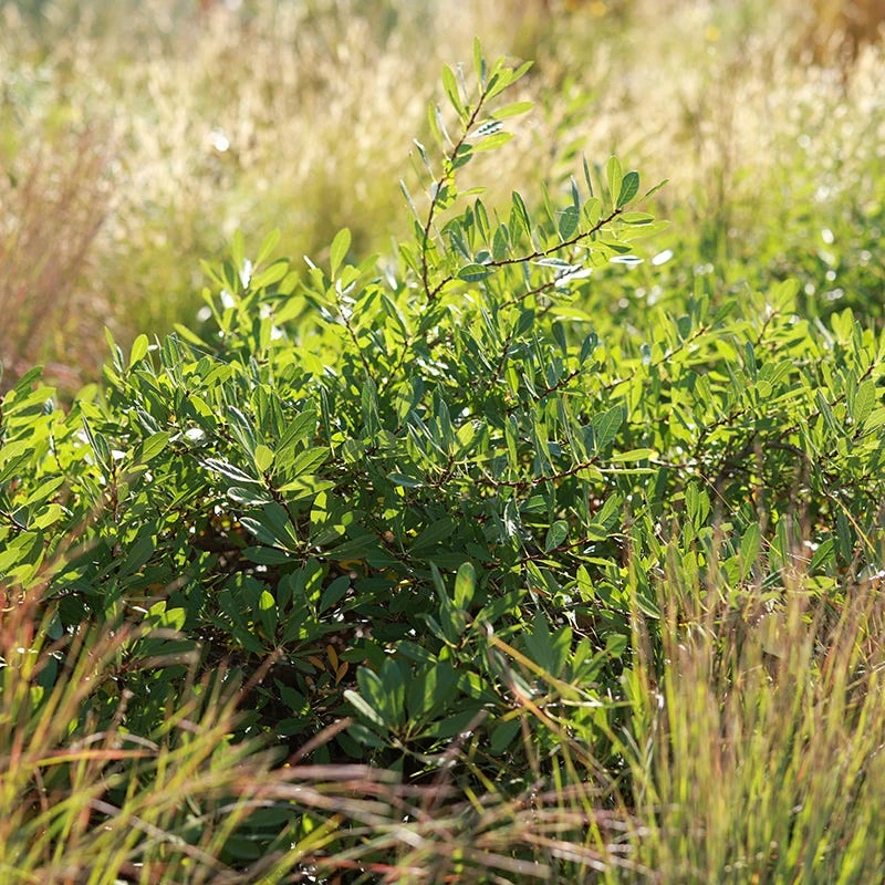 Pawnee Buttes® Sand Cherry (Prunus) 6 Pawnee Buttes® Sand Cherry (Prunus) - Image 6