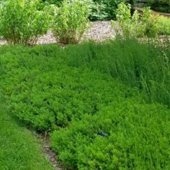 Canby's Mountain Lover (Paxistima) -High Country Gardens Shop paxistima canby mountain lover