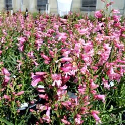 Pristine™ Pink Penstemon -High Country Gardens Shop penstemon barbatus pristine pink credit plant select