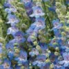 High Country Gardens Signature Collection -High Country Gardens Shop penstemon blue lips flowers