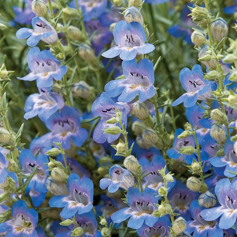 High Country Gardens Signature Collection 1 High Country Gardens Signature Collection