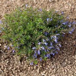 Waggon Wheel® Bluemat Penstemon 7 Waggon Wheel® Bluemat Penstemon -High Country Gardens Shop penstemon caespitosus waggon wheel 4 credit plant select