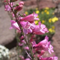 Sunset Crater Penstemon -High Country Gardens Shop penstemon clutei 2