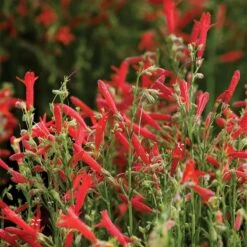 Jumbo Waterwise Extension Collection -High Country Gardens Shop penstemon compactum holt 1