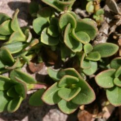 Davidson's Penstemon 7 Davidson's Penstemon -High Country Gardens Shop penstemon davidsonii foliage