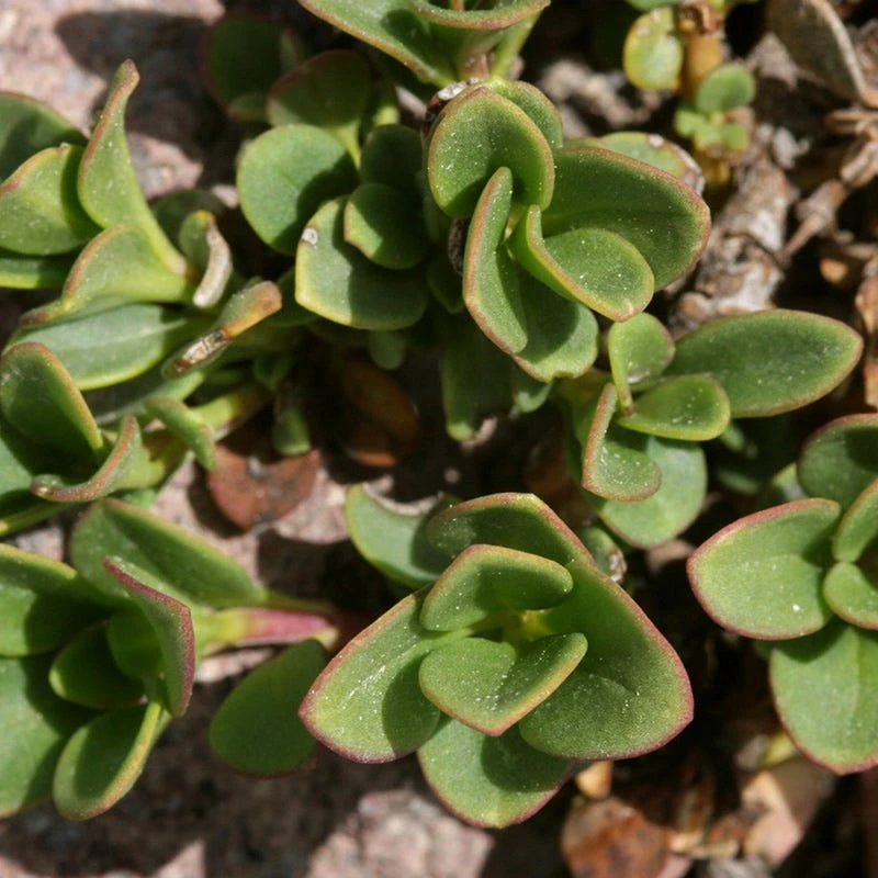 Davidson's Penstemon 3 Davidson's Penstemon - Image 3