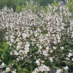 Husker Red Penstemon -High Country Gardens Shop penstemon huster red cropped2.5