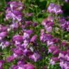 Pike's Peak Purple® Penstemon -High Country Gardens Shop penstemon mexicali pikes peak flowers pollinator 2