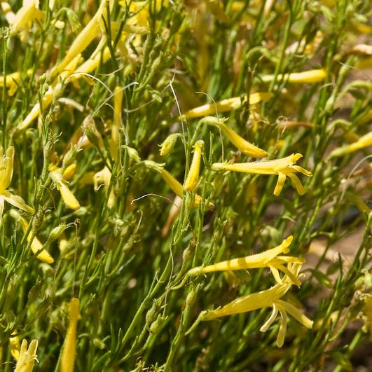 Yellow Pineleaf Penstemon 2 Yellow Pineleaf Penstemon - Image 2