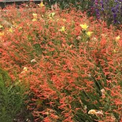 Luminous Pineleaf Penstemon -High Country Gardens Shop penstemon pinifolius luminous