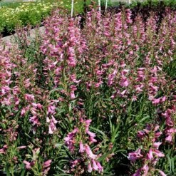 Pristine™ Pink Penstemon -High Country Gardens Shop penstemon pristine pink 2