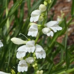 FireSmart Collection - Zone 2 10 FireSmart Collection - Zone 2 -High Country Gardens Shop penstemon strictus albus blanca peak