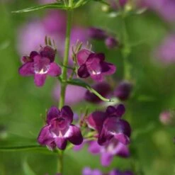 Pike's Peak Purple® Penstemon 4 Pike's Peak Purple® Penstemon -High Country Gardens Shop penstemon x mexicali pikes peak