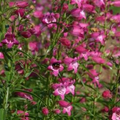 Colorado Perennial Collection -High Country Gardens Shop penstemon x mexicali red rocks 2