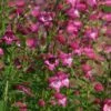 Red Rocks® Penstemon -High Country Gardens Shop penstemon x mexicali red rocks 21 plant select 1 1 1