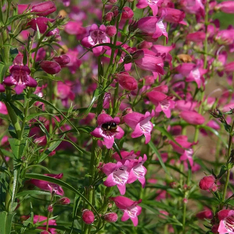 Red Rocks® Penstemon 1 Red Rocks® Penstemon