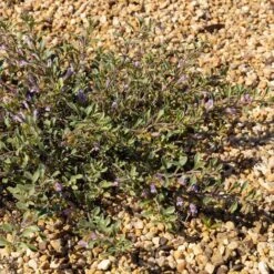 Tushar Bluemat Penstemon -High Country Gardens Shop penstemon xylus 3 credit plant select