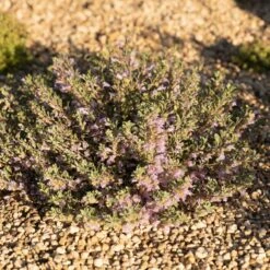 Tushar Bluemat Penstemon -High Country Gardens Shop penstemon xylus 4 credit plant select