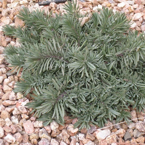 Blue Lips Penstemon 4 Blue Lips Penstemon - Image 4