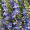 Blue Lips Penstemon -High Country Gardens Shop penstemon blue lips 78798 4 web