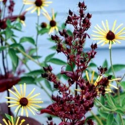 Dark Towers Penstemon 10 Dark Towers Penstemon -High Country Gardens Shop penstemon dark towers 3b