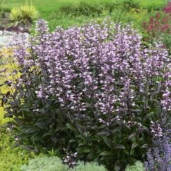 Dark Towers Penstemon 12 Dark Towers Penstemon -High Country Gardens Shop penstemon dark towers walters gardens cropped