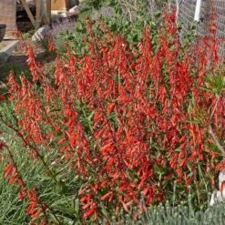 Firecracker Penstemon Richfield Strain -High Country Gardens Shop penstemon eatonii richfield ut in flwrcc cropped