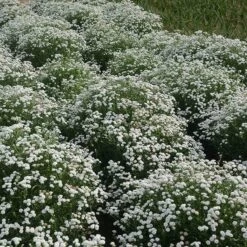 Peter Cottontail Yarrow -High Country Gardens Shop peter cottontail yarrow 4 4