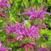 Peter's Purple Bee Balm -High Country Gardens Shop peters puple beebalm 1