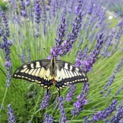 Phenomenal® Lavender -High Country Gardens Shop phenomenal lav 3