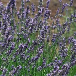 Phenomenal® Lavender -High Country Gardens Shop phenomenal lavender close up flo