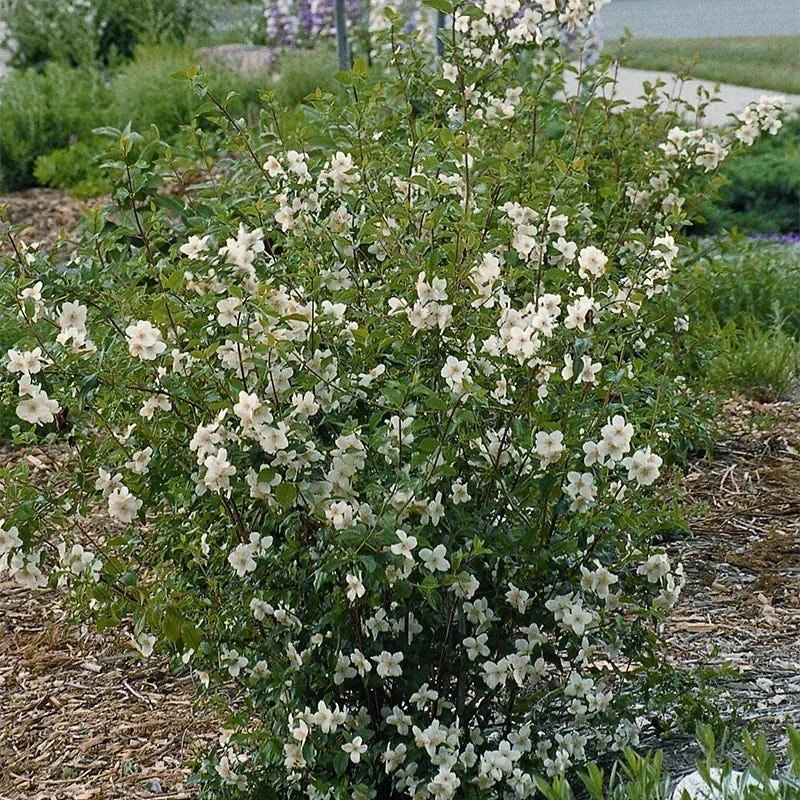 Cheyenne® Mock Orange 2 Cheyenne® Mock Orange - Image 2