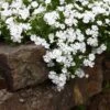 Snowflake Creeping Phlox -High Country Gardens Shop phlox subulata snowflake 1