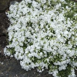 Snowflake Creeping Phlox -High Country Gardens Shop phlox subulata snowflake 3