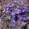 Violet Pinwheels Phlox 17 Violet Pinwheels Phlox -High Country Gardens Shop phlox violet pinwheels 1