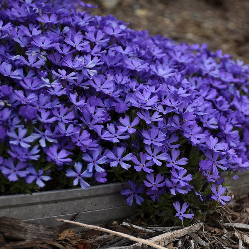 Violet Pinwheels Phlox 2 Violet Pinwheels Phlox - Image 2