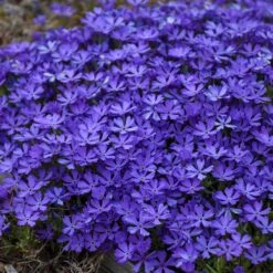 Violet Pinwheels Phlox 5 Violet Pinwheels Phlox -High Country Gardens Shop phlox violet pinwheels 3