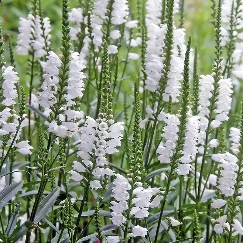 Crystal Peak White Obedient Plant 3 Crystal Peak White Obedient Plant - Image 3